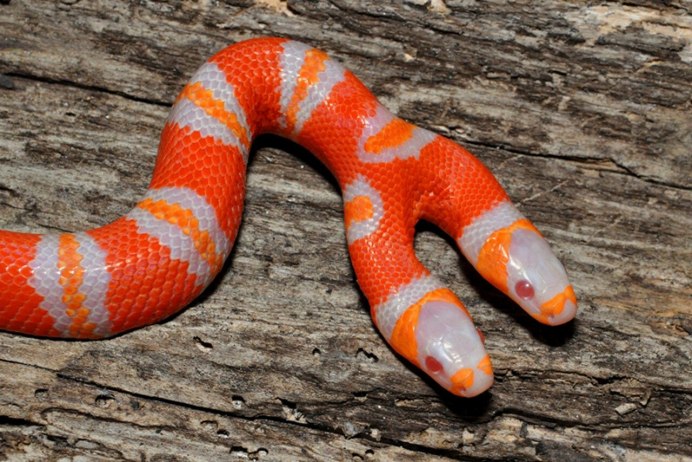Lampropeltis Triangulum hondurensis Albino Tangerine
