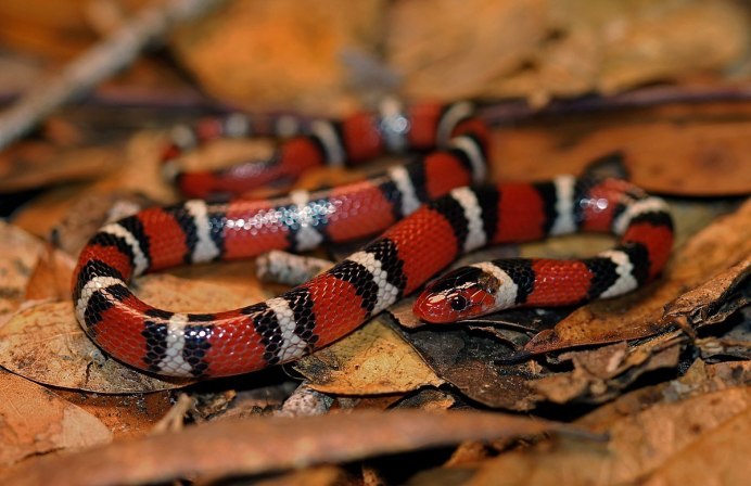 Lampropeltis Triangulum hondurensis