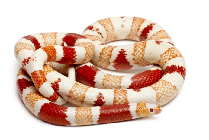 Королевская змея Калифорнийская Albino