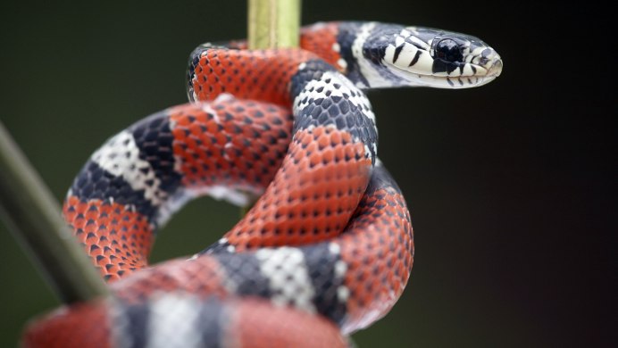 Lampropeltis hondurensis Tangerine