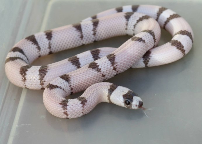 Молочная змея Гондурасская (Lampropeltis Triangulum hondurensis)