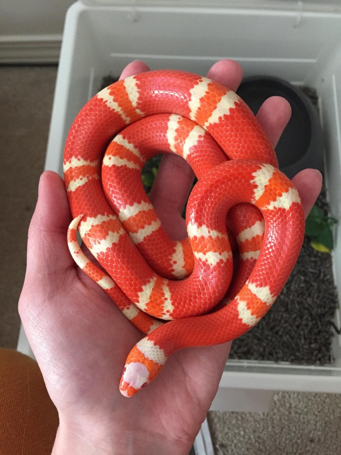 Lampropeltis polyzona