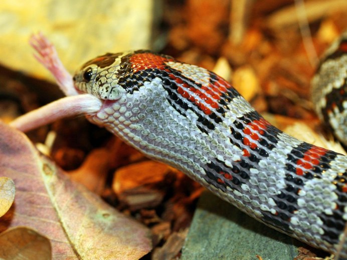 (Tangerine Morph) Honduran Milksnake Lampropeltis Triangulum hondurensis