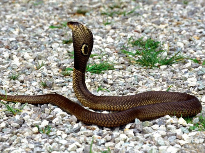 Молочная змея Гондурасская Tricolor (l.t. hondurensis)