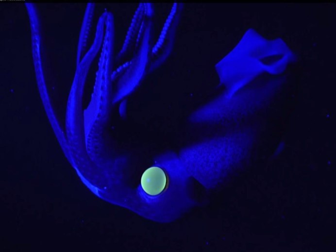 Кальмар Euprymna scolopes