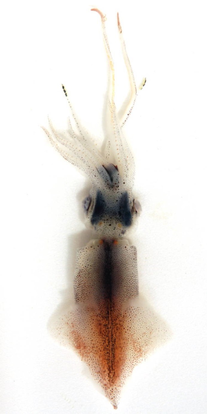 Биолюминесценция кальмар