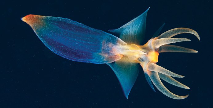 Биолюминесценция головоногих