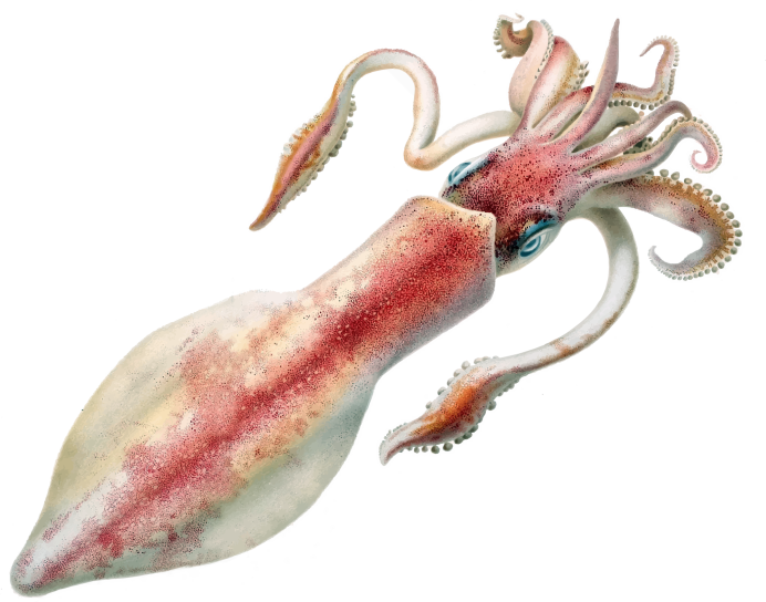 Гавайский кальмар Euprymna scolopes