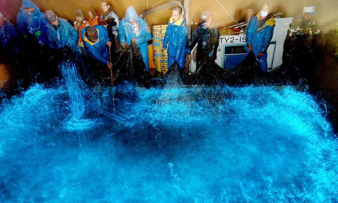 Биолюминесценция головоногих