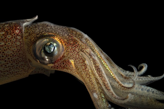 Глубоководный кальмар (кальмар-вампир)