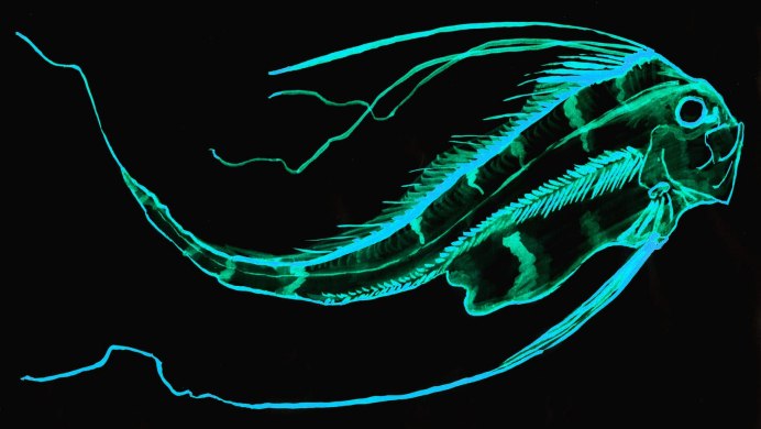 Медузы зоопланктон