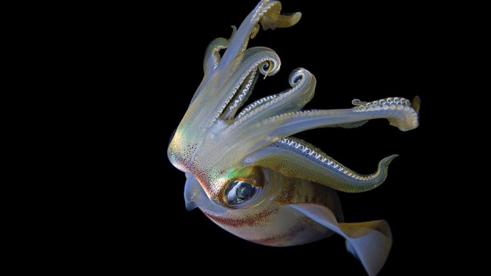 Фото красивого кальмара арты