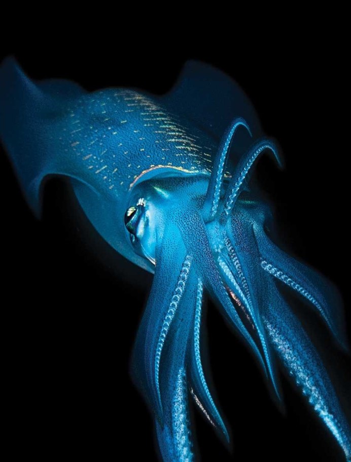 Светящийся океан биолюминесцентный фитопланктон