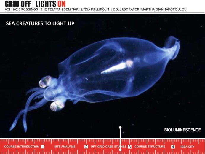 Светящиеся кальмары в заливе Тояма