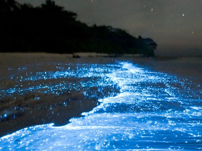 Императорский Скорпион под ультрафиолетом