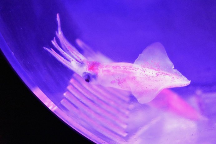 Биолюминесценция кальмар