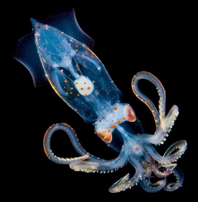 Азовское море медузы светятся