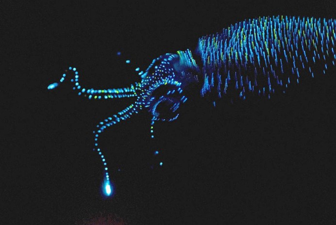 Биолюминесценция кальмар