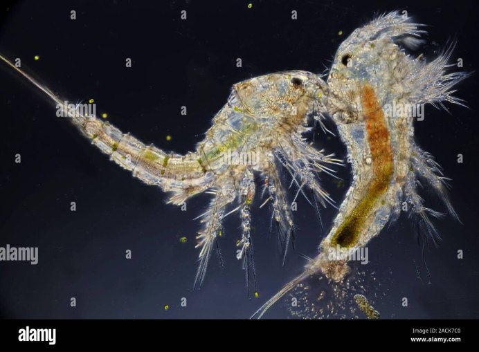 Sepioteuthis lessoniana