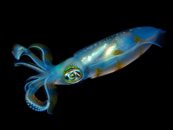 Кальмар Euprymna scolopes