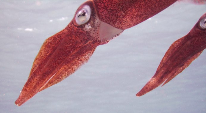 Глубоководный кальмар «чудесная лампа» (лат. Lycoteuthis Diadema Chun)