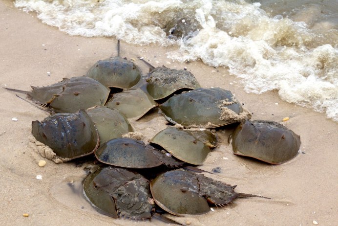 Мечехвоста Limulus