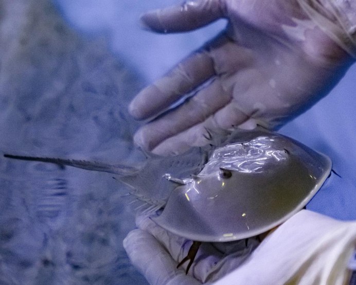 Мечехвост Limulus Polyphemus