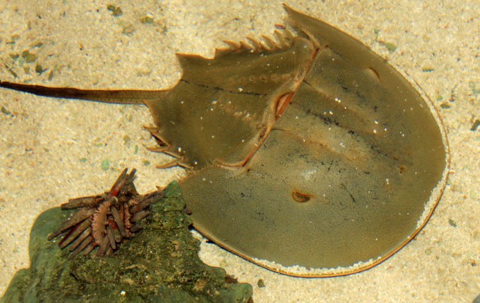 Мечехвост Limulus Polyphemus