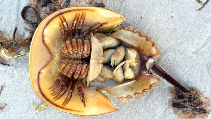Мечехвоста Limulus