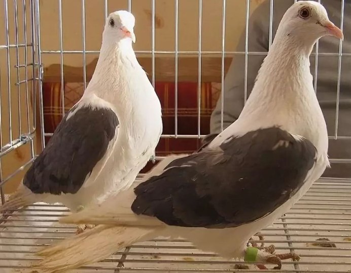 Голуби породы Тульский чеграш