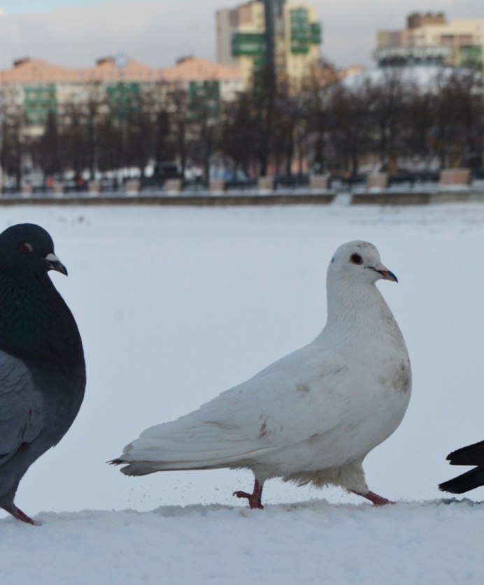 Башкирские голуби