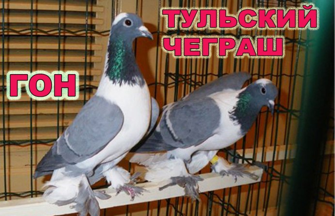 Царицынские белые голуби