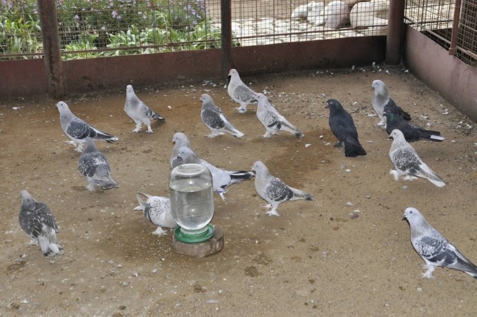 Голуби Tumblers