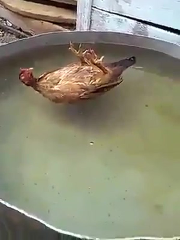 Хищные куры
