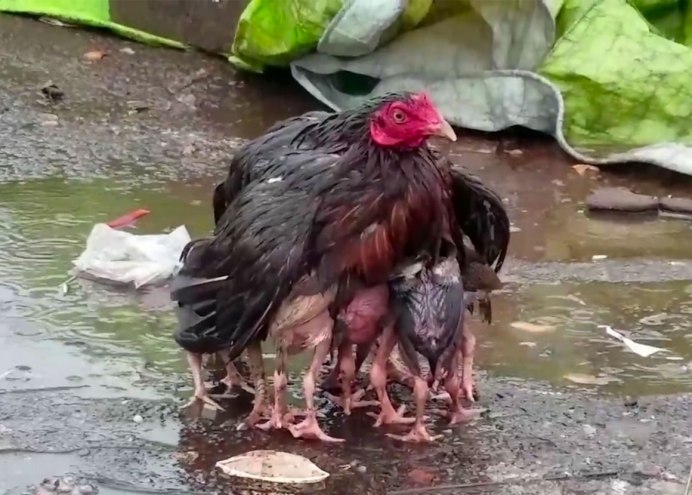 Курица мокрой породы