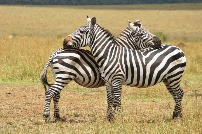 Plains Zebra