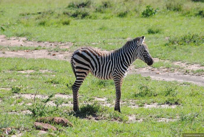 Зебры в саванне