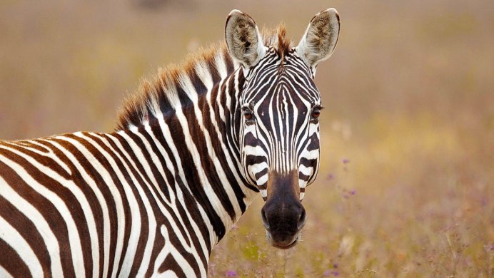 Equus животные