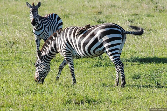 Равнинная Зебра фото