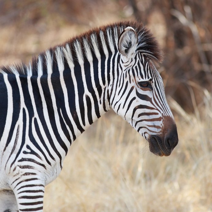 Бурчеллова Зебра