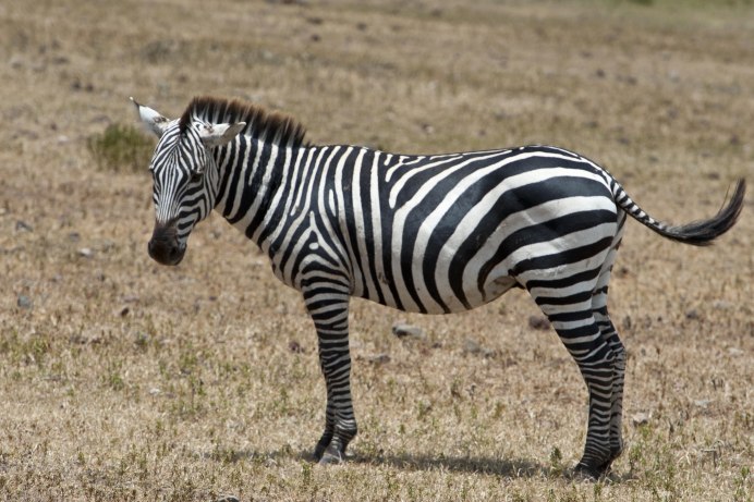 Бурчеллова Зебра квагга