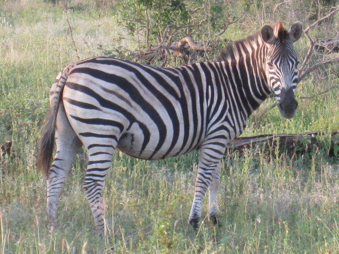 Лодж Zebra Plains