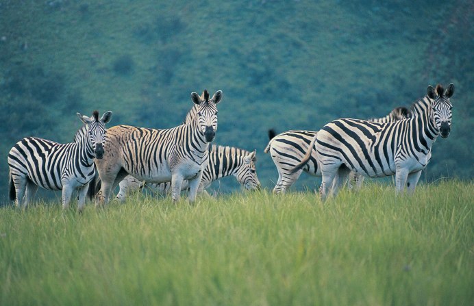 Серенгети национальный парк зебры