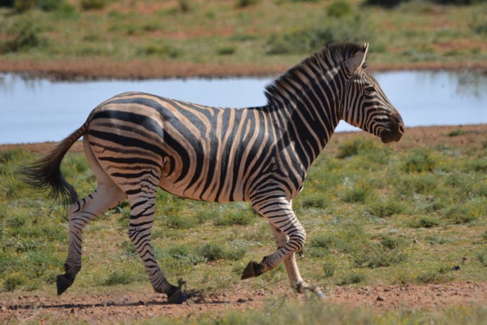 Plains Zebra
