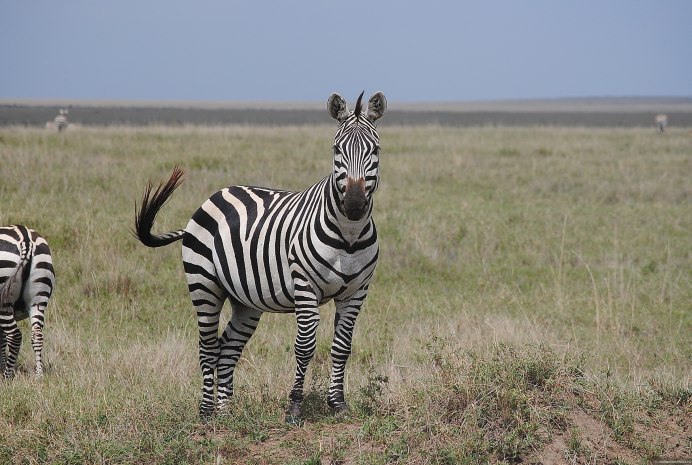 Зебры National Geographic
