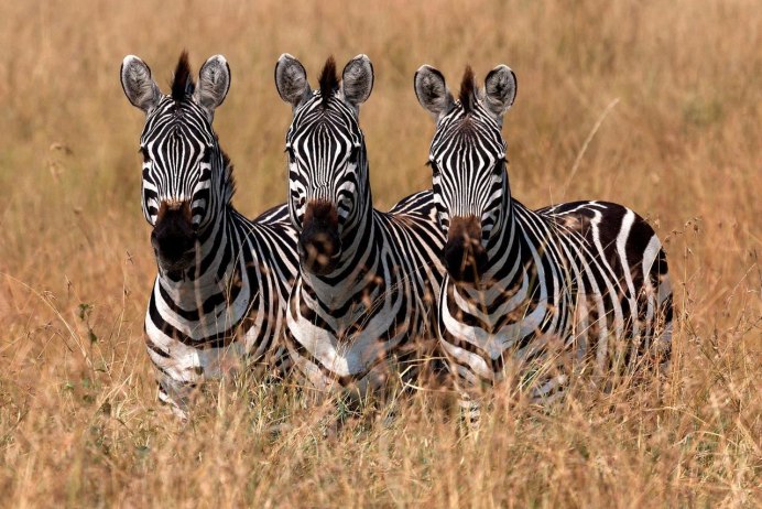 Plains Zebra