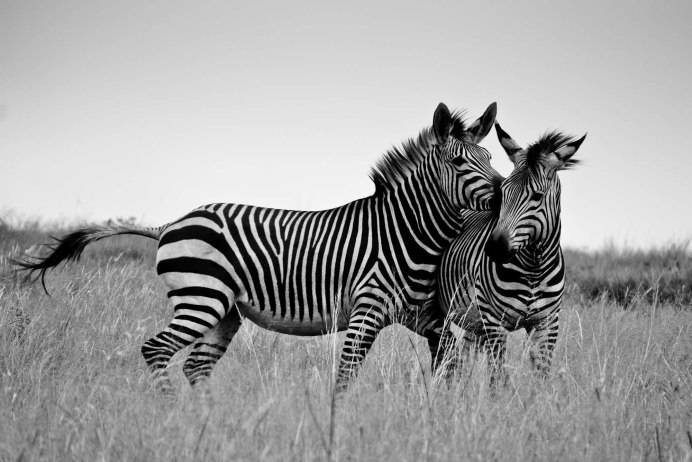 Plains Zebra distribution