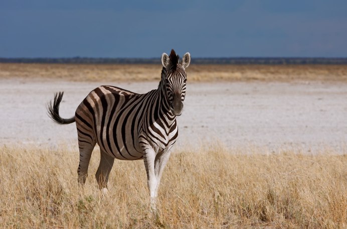 Полосатая Зебра