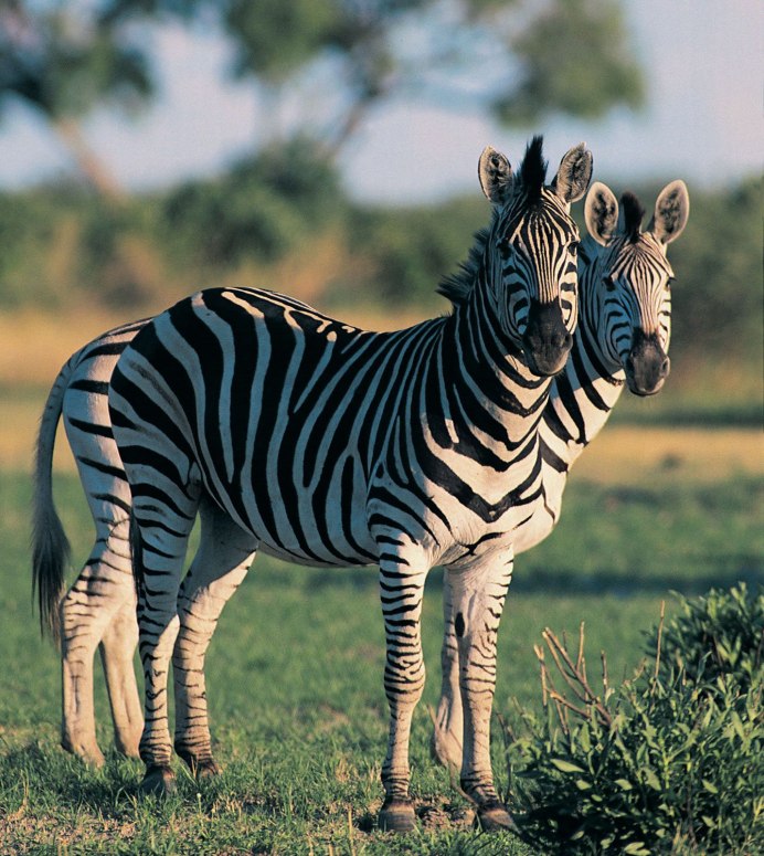 Zebra 250 px