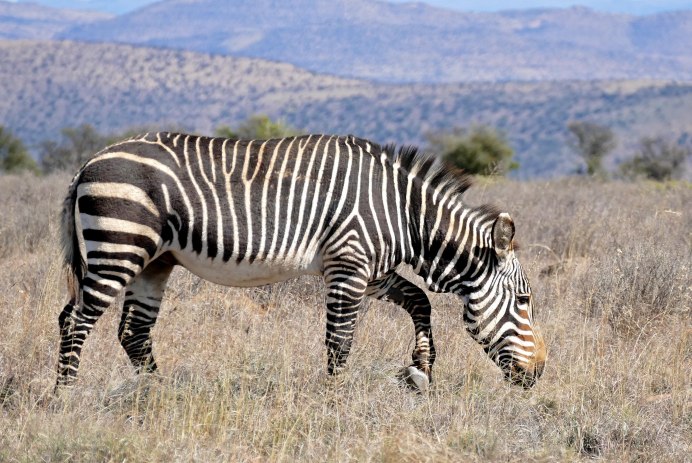 Бурчеллова (саванная) Зебра